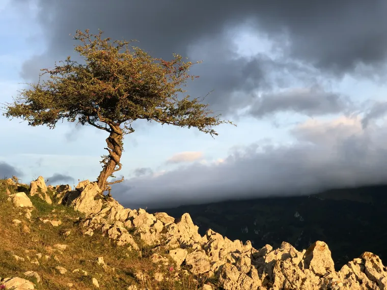 Primal Brain vs Prefrontal Cortex and How to Stop Reacting — Zen Odyssey post by Chandra Zas