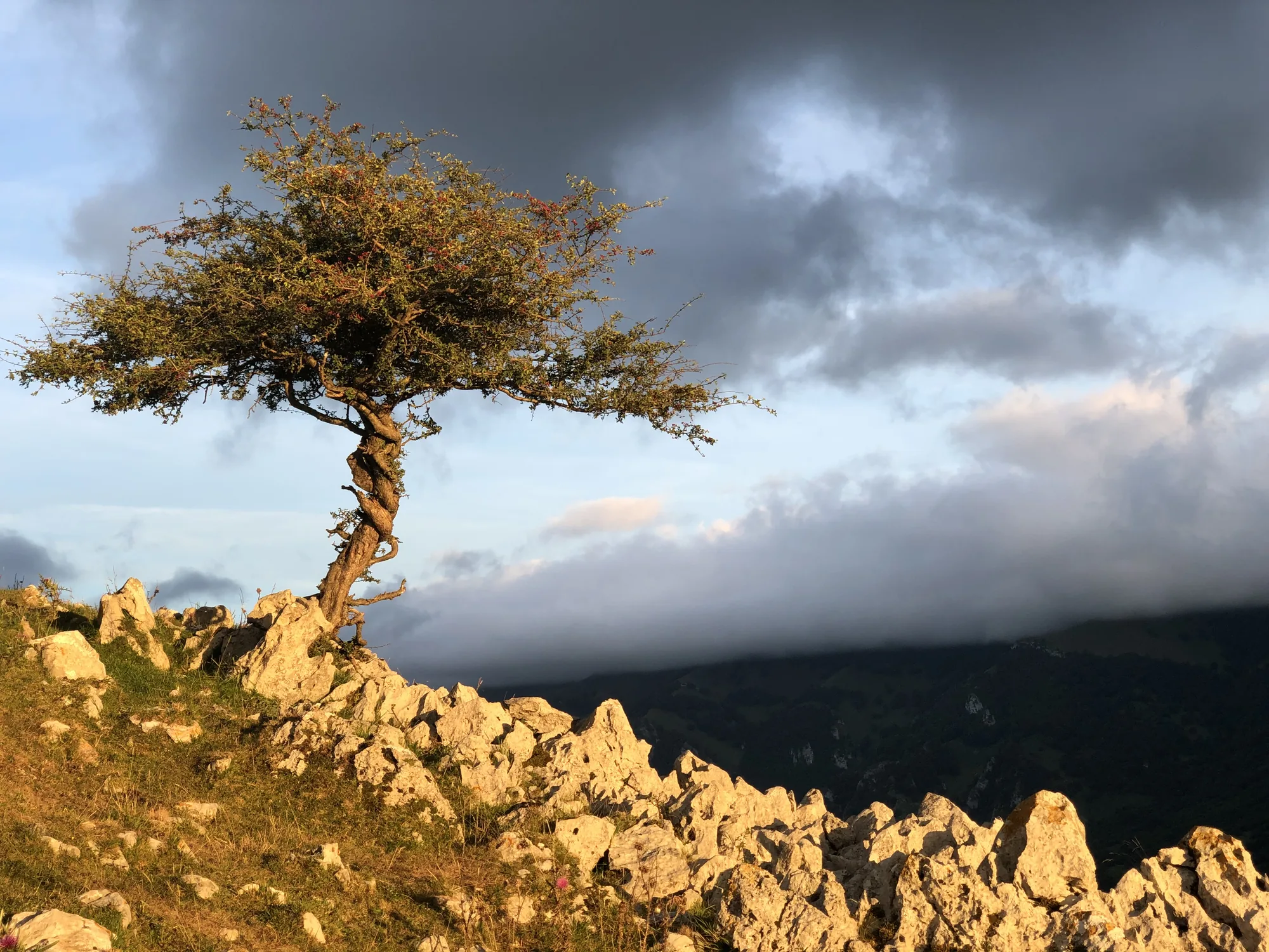 Primal Brain vs Prefrontal Cortex and How to Stop Reacting — Zen Odyssey post by Chandra Zas