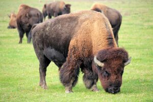 bison, buffalo, bovine-7649712.jpg